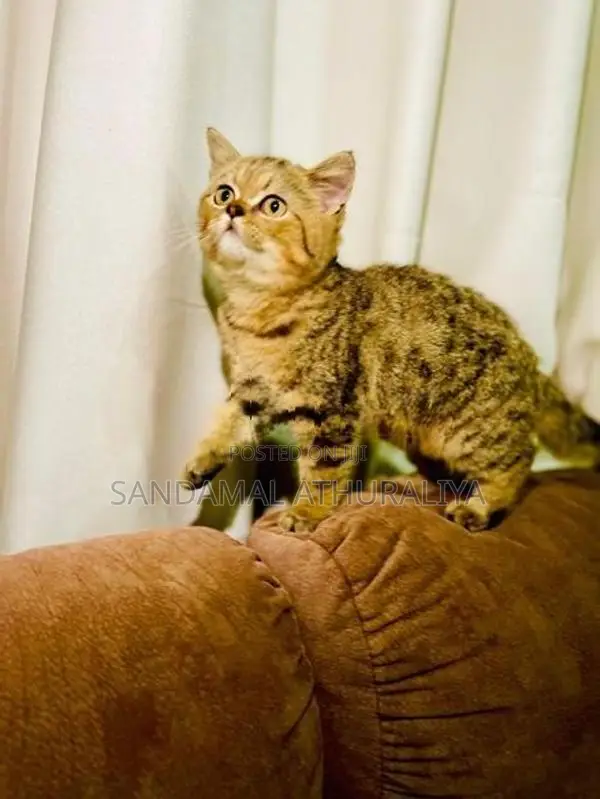 British Short Hair Cat