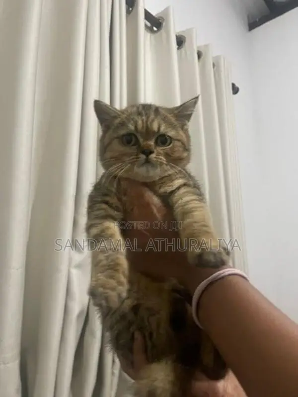 British Short Hair Cat