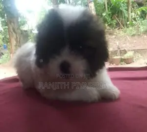 Shih Tzu Puppy