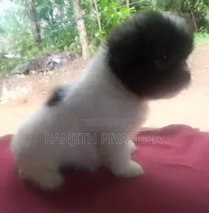 Shih Tzu Puppy