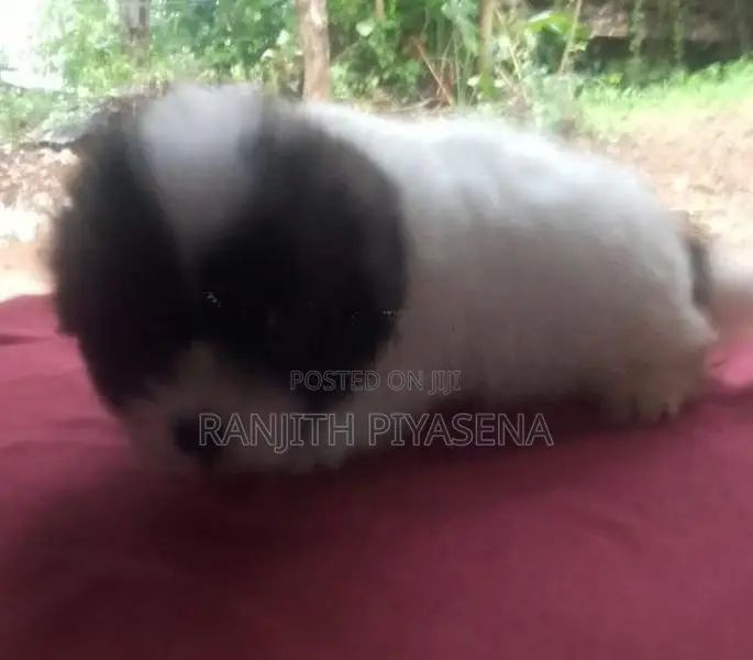 Shih Tzu Puppy