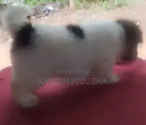 Shih Tzu Puppy