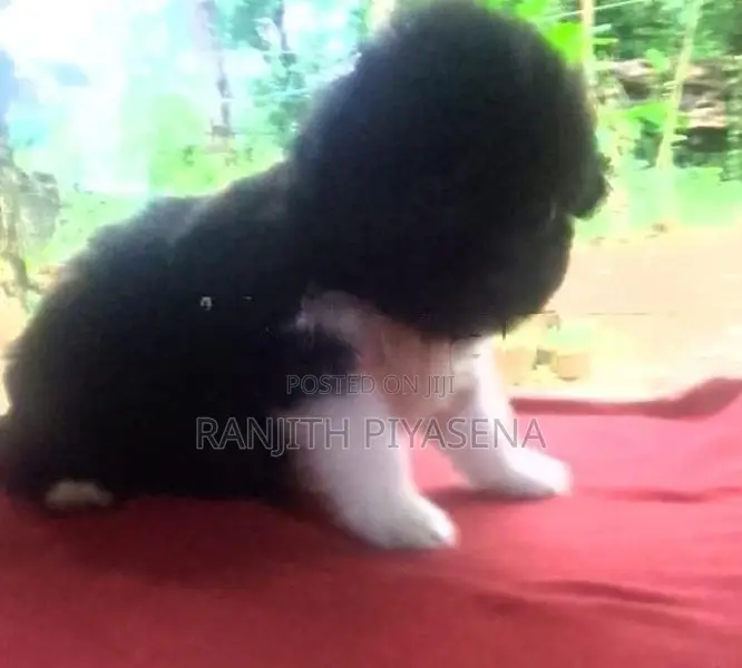 Shih Tzu Puppy