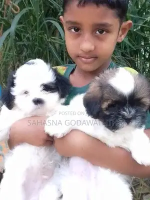 Shitzu Puppies