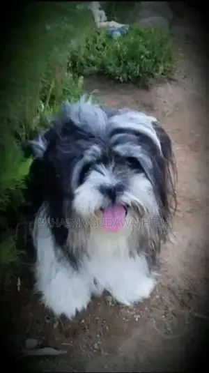 Shitzu Puppies