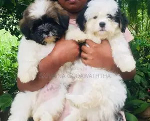 Shitzu Puppies