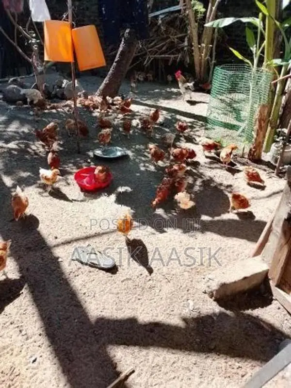 Farm Chickens