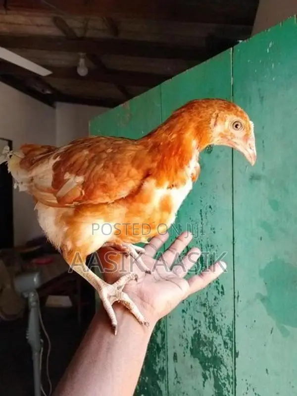 Farm Chickens