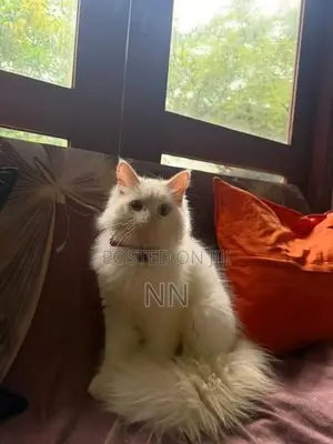 Persian Cat