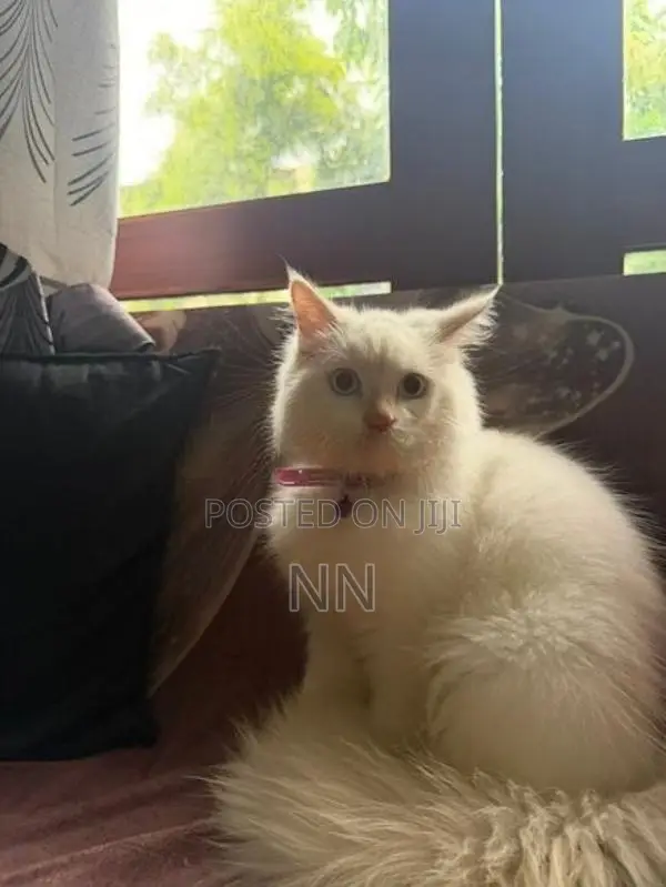 Persian Cat