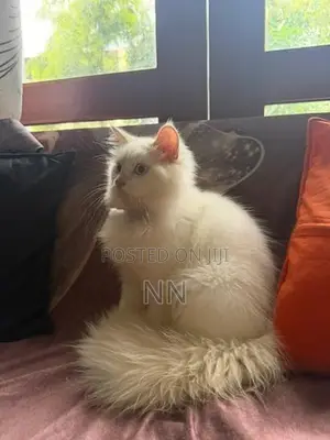 Persian Cat
