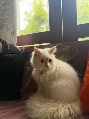 Persian Cat