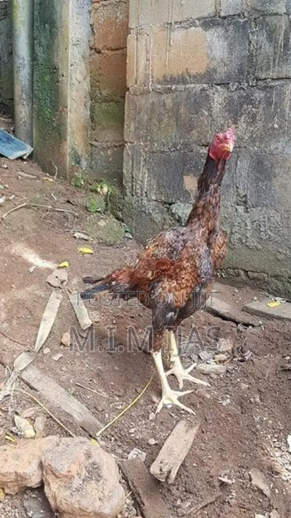 Rooster