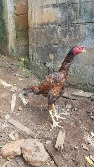 Rooster