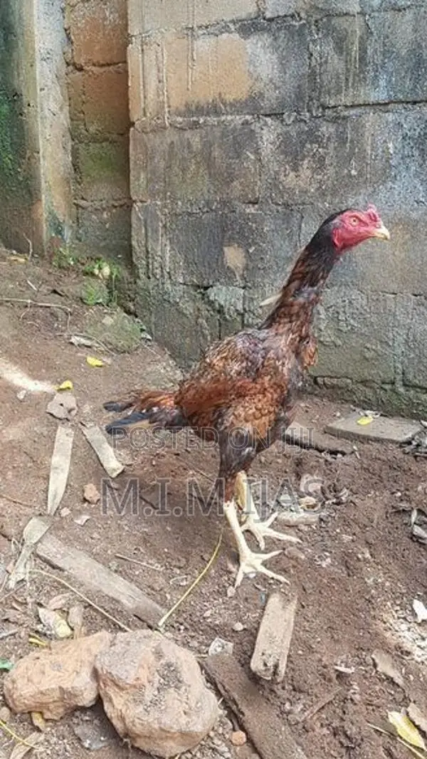 Rooster