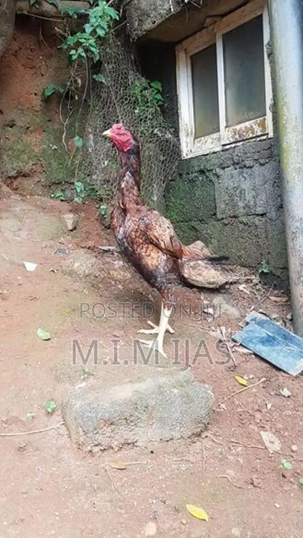 Rooster