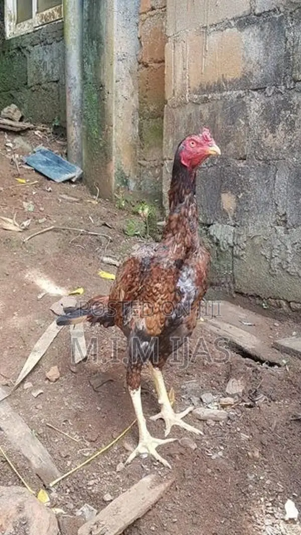 Rooster