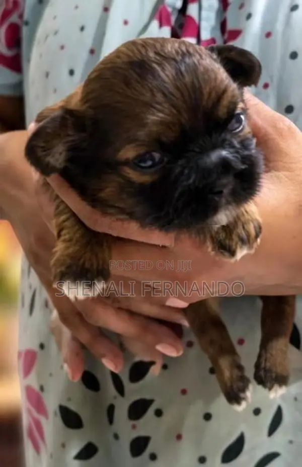 Female Shitzu Puppies