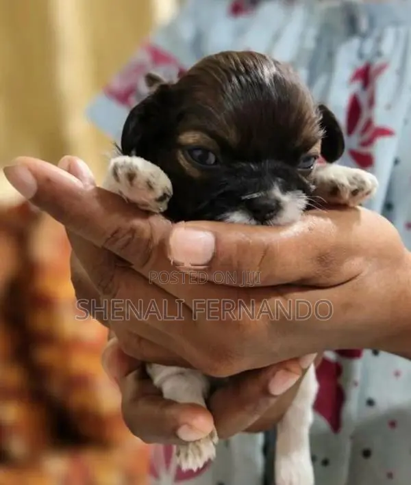 Female Shitzu Puppies