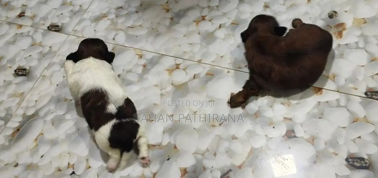 Female Shitzu Puppies