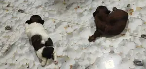 Female Shitzu Puppies