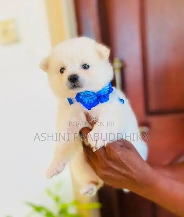Pomeranian Puppy