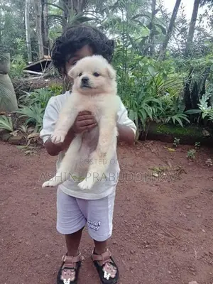 Pomeranian Puppy