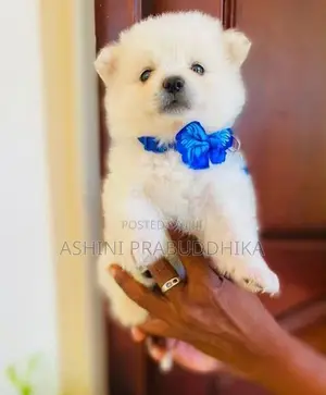 Pomeranian Puppy