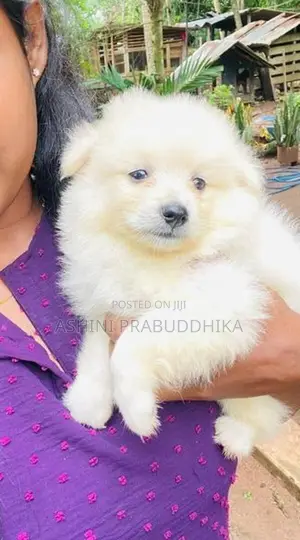 Pomeranian Puppy
