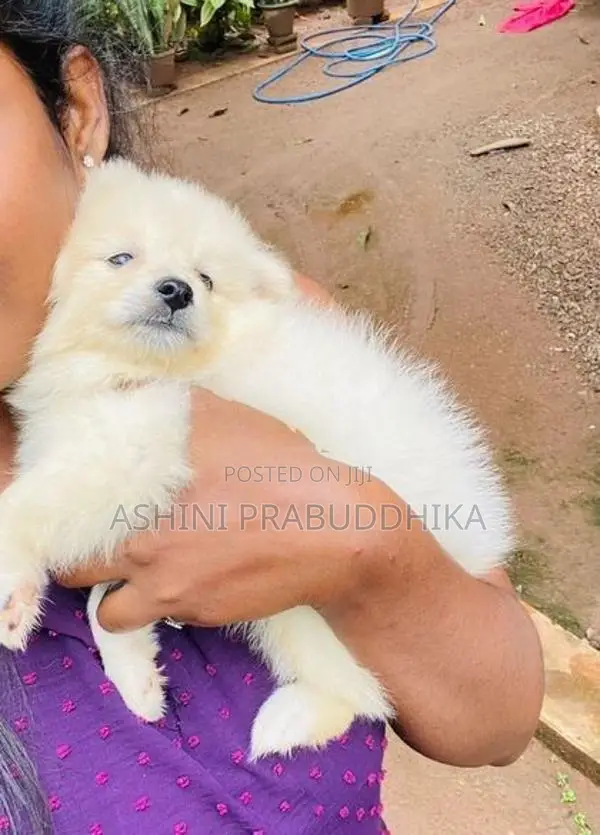 Pomeranian Puppy
