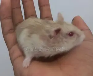 Hamster
