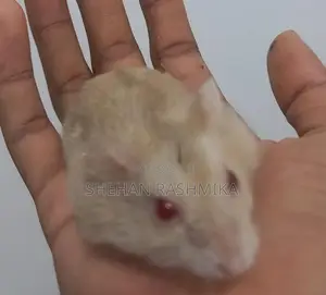 Hamster