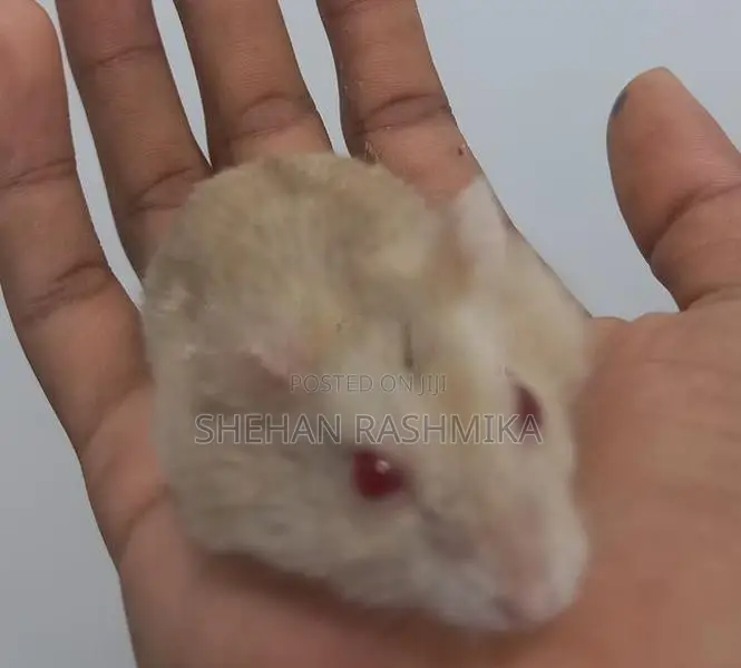Hamster