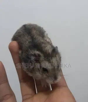 Hamster