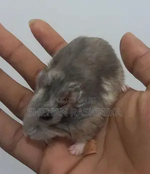 Hamster