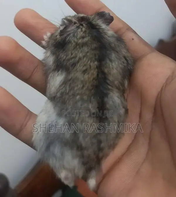 Hamster
