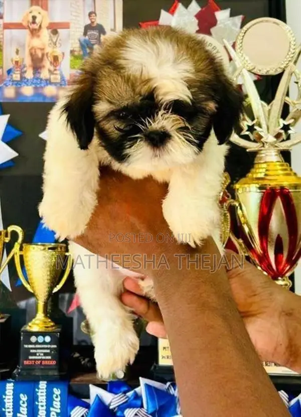 Shih Tzu Puppy