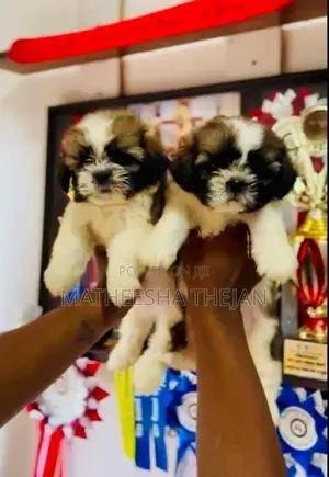 Shih Tzu Puppy