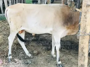 Nampan Cow
