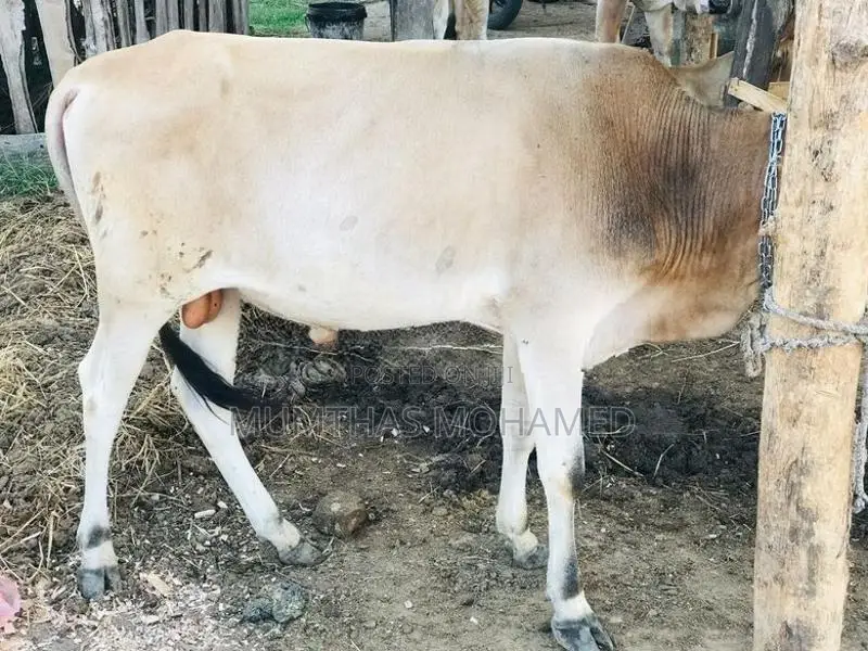 Nampan Cow