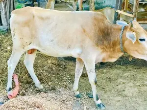 Nampan Cow