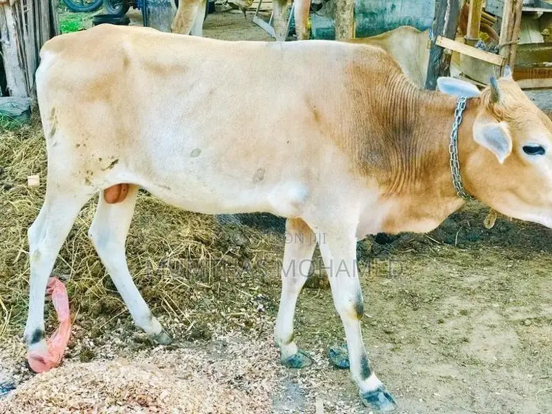 Nampan Cow