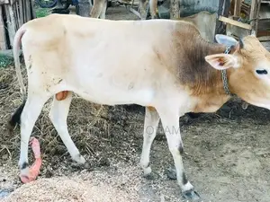 Nampan Cow