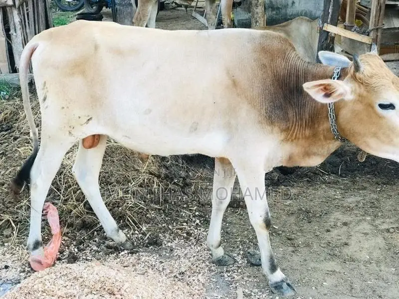 Nampan Cow