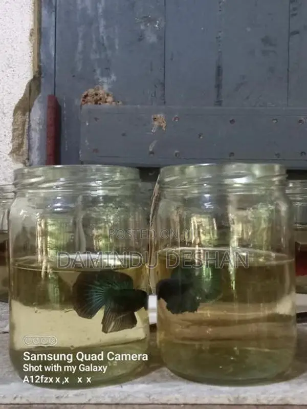 Fighter Fish