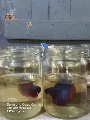 Fighter Fish