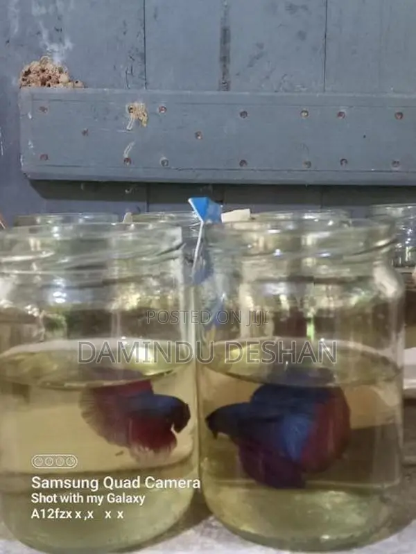 Fighter Fish