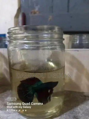 Fighter Fish