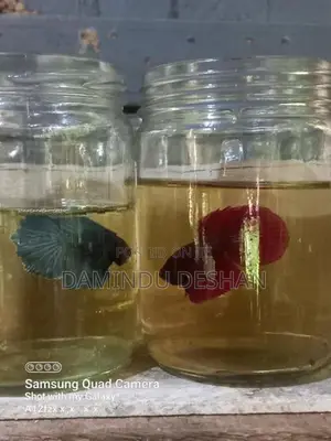 Fighter Fish