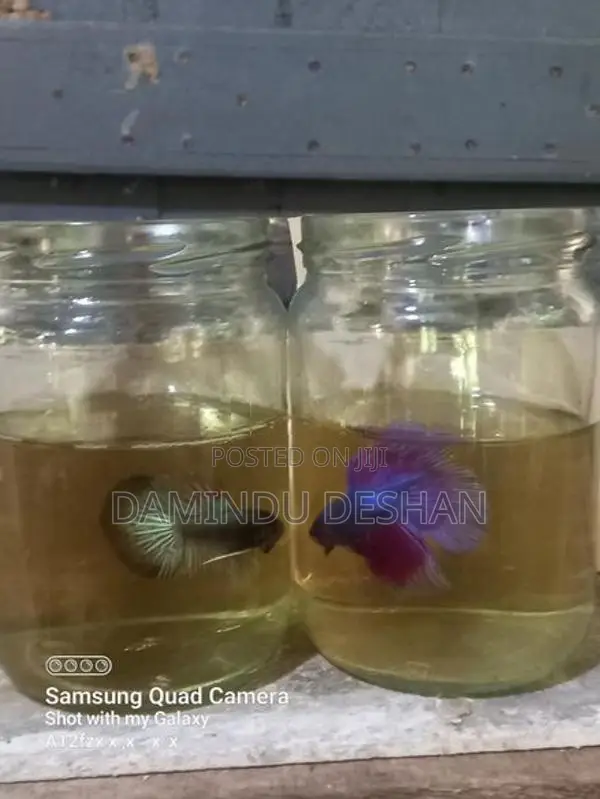 Fighter Fish